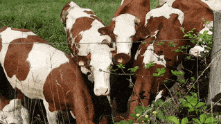 a herd of brown and white cows grazing in a grassy field