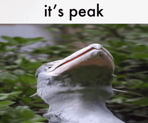 a picture of a bird with its mouth open and the words " it 's peak " above it