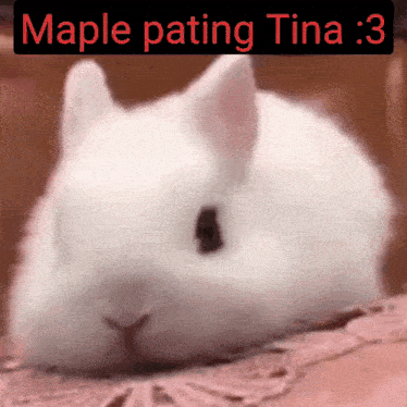 a picture of a white rabbit with the words maple pating tina : 3 above it