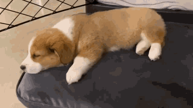 a brown and white corgi puppy is sleeping on a blue dog bed .