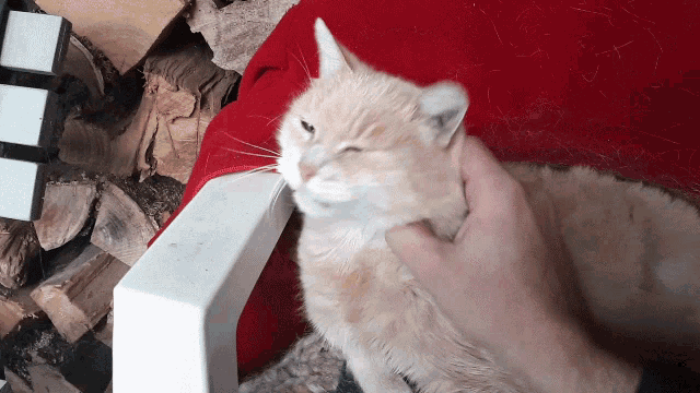 Cat Pillow GIF - Cat Pillow Scratching GIFs