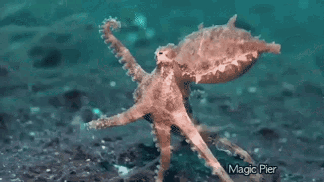 Octopus Walking GIF - Octopus Walking Fight GIFs