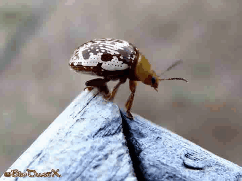 Fall Insects Gif Bug Insect GIF - Bug Insect Oklahoma - Discover & Share GIFs