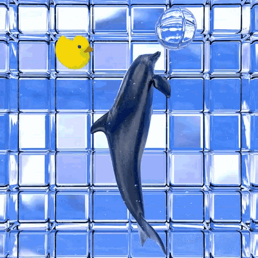 a dolphin and a yellow rubber duck are floating in a pool