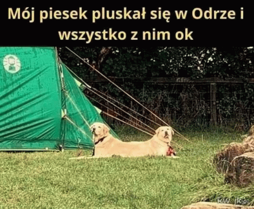 Piesekodra Rzeka GIF - Piesekodra Piesek Odra GIFs