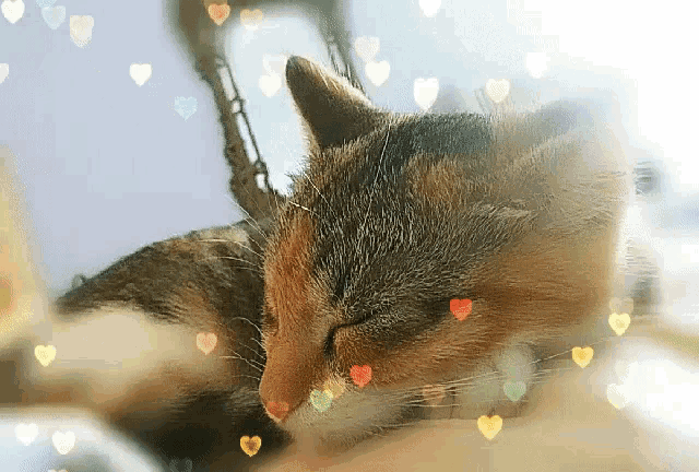 a calico cat is sleeping with hearts surrounding its face