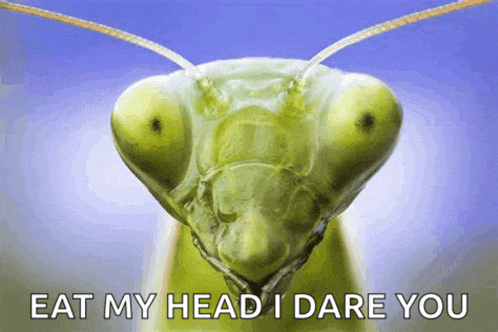 a close up of a praying mantis with the words eat my head i dare you written below it