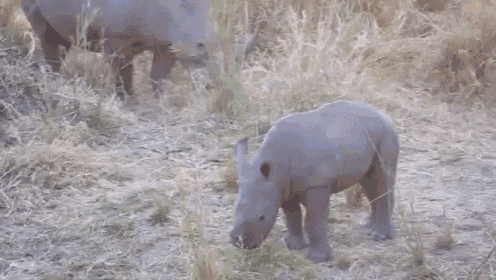 a baby rhino is standing in a field of grass