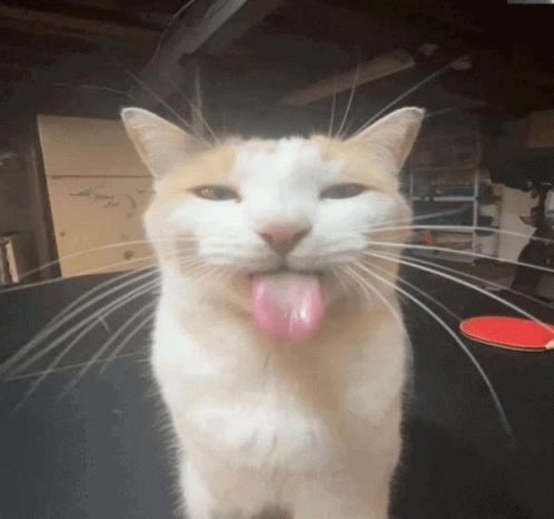 Has Idiot Syondrom Silly Cat GIF - Has Idiot Syondrom Silly Cat Silly Goose GIFs