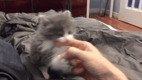a person is petting a gray and white kitten on a bed .