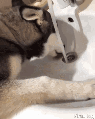 Viralhog Doggy GIF - Viralhog Doggy Drinking GIFs