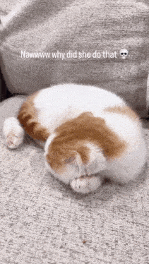 a brown and white cat laying on a couch with the words nawww why did she do that above it
