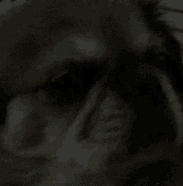 a close up of a dog 's eye with a blurred background