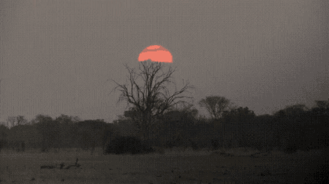 a tree in the middle of a field with a red sun behind it