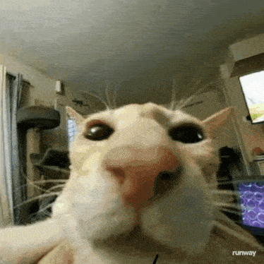 a close up of a cat 's face in a living room with a tv in the background .