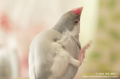 Java Sparrow Finch GIF - Java Sparrow Finch Birds GIFs