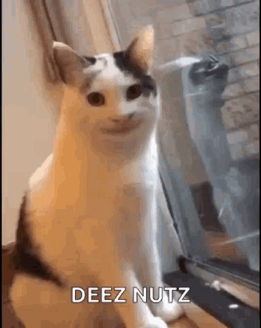a cat is sitting in front of a window with a funny face on its face .