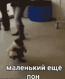 a person is standing next to a dog that is standing on its hind legs .