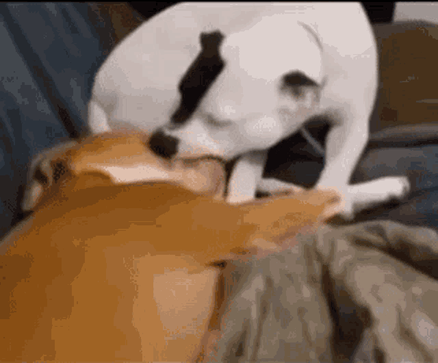 a brown and white dog is licking another dog 's face on a couch .