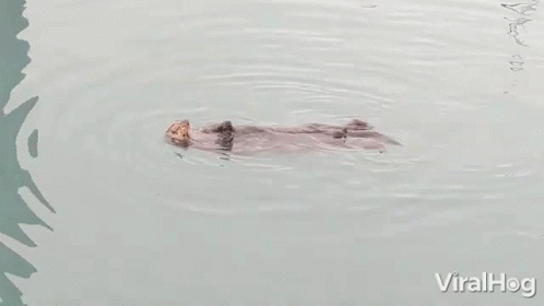 Floating Viralhog GIF - Floating Viralhog Sea Otter GIFs