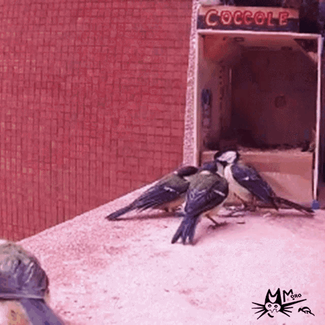 a group of birds standing in front of a sign that says " coccole "
