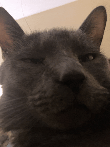 a close up of a cat 's face with a serious look on it 's face