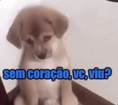 Sem Coração / Triste / Cachorro / Catiorro GIF - Sad Puppy Doggo GIFs