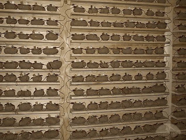 a wall filled with shelves filled with lots of clay pots .