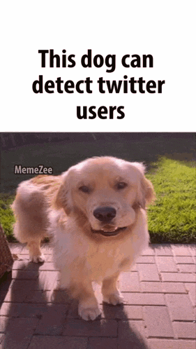 This Dog Detects Twitter Twitter User GIF - This Dog Detects Twitter Twitter User Dog GIFs