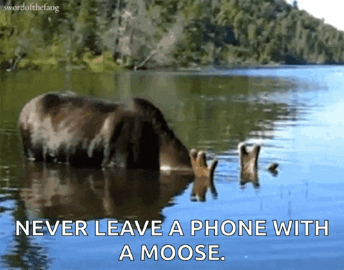 a moose is swimming in a lake with a caption that says never leave a phone with a moose