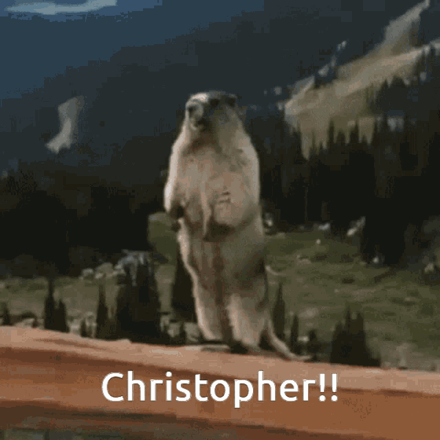 Christopher Yell GIF - Christopher Yell Marmot GIFs