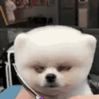 a small white dog wearing a headset is being held in someone 's hand .