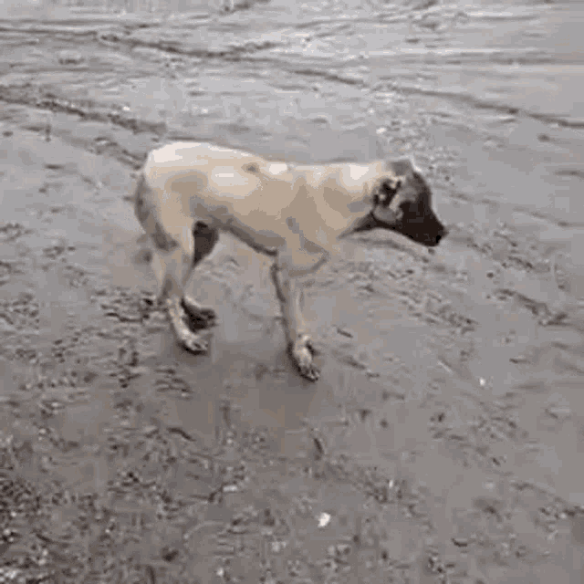 a dog is standing on a muddy road near a body of water .