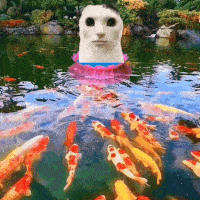 a white head is floating in a pond with many fish