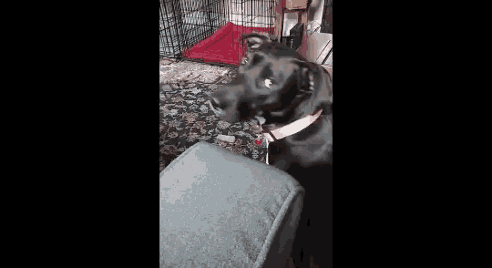 a black dog wearing a pink collar is standing next to a couch .