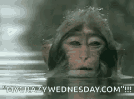 a monkey is swimming in the water with the words " my crazy wednesday.com " on the bottom