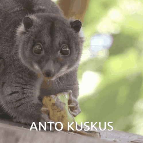 Animal Kuskus GIF - Animal Kuskus Antokuskus GIFs