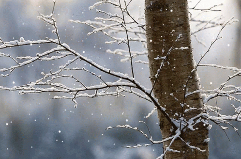Snow Tree GIF - Snow Tree Snowing GIFs