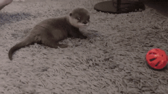 Otter Roll Otter GIF - Otter Roll Otter Baby Otter GIFs