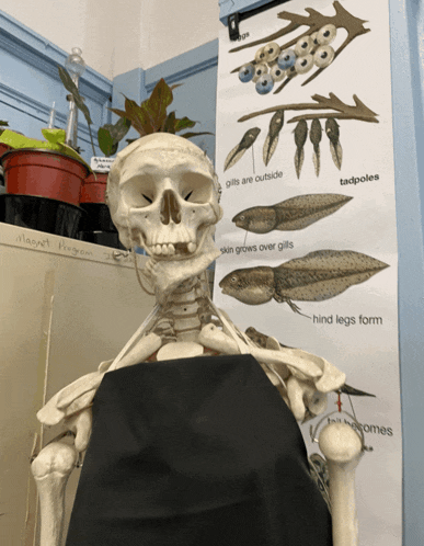a skeleton is sitting in front of a poster that says tadpoles