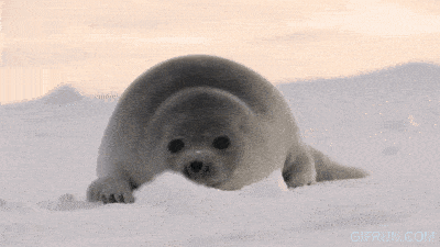 Seal Baby Seal GIF - Seal Baby Seal Cute GIFs