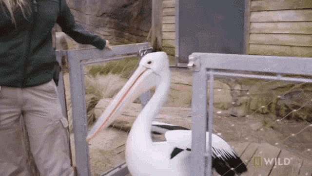 Stepping Outside National Geographic GIF - Stepping Outside National Geographic Secrets Of The Zoo Down GIFs