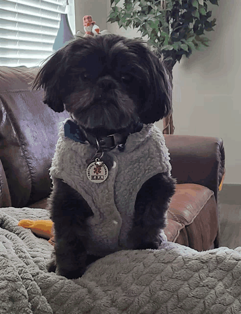 a small black dog wearing a white vest with a tag that says i love you