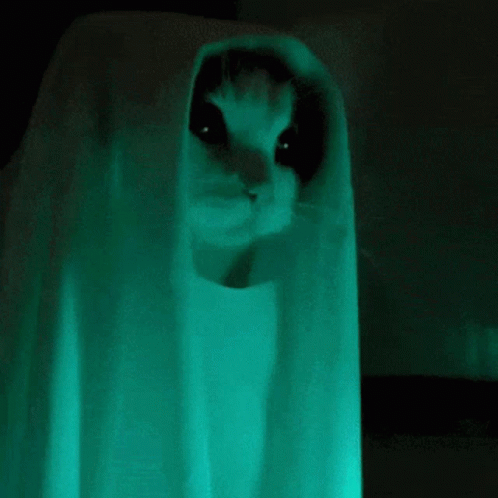 Ghost Cat GIF - Ghost Cat GIFs