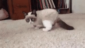 No Grumpy Cat GIF - No Grumpy Cat Im Out GIFs