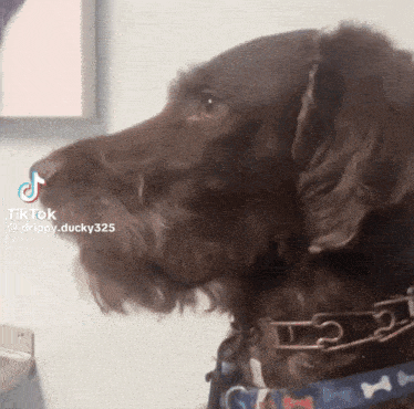 a close up of a dog 's face with a tiktok watermark on it