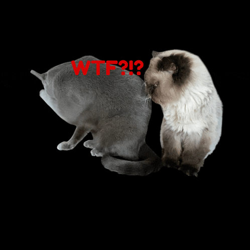 two cats are looking at each other with the words wtf2 written in red