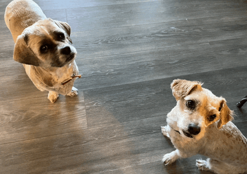 two small dogs are looking up at the camera on a wooden floor