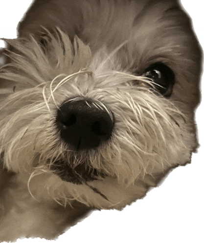 a close up of a dog 's nose with a black nose
