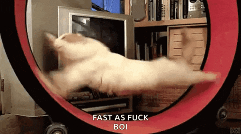 a cat is running on a hamster wheel with the words fast as fuck boi above it